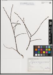 Foto von Salix L.
